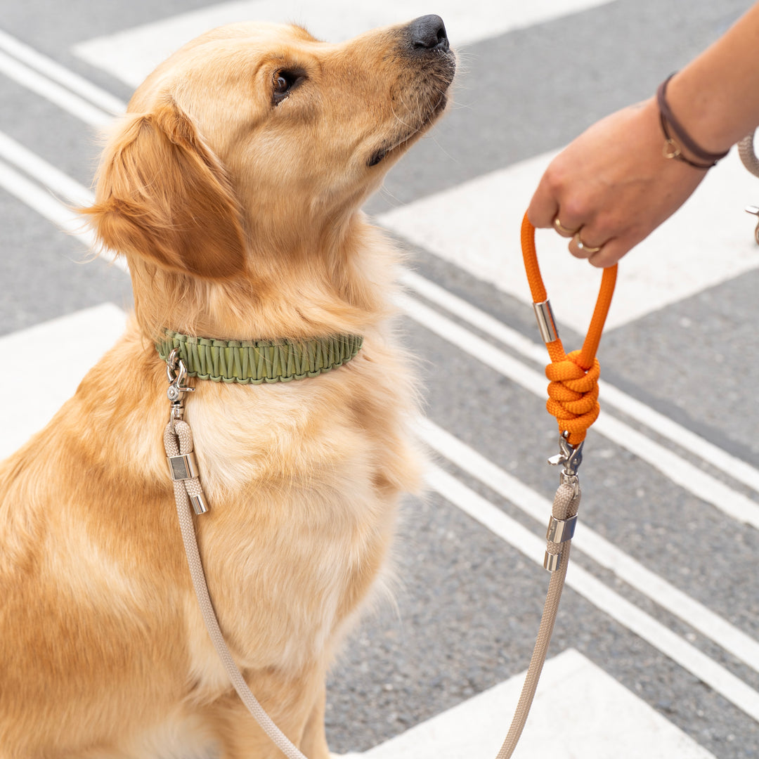Valka Kukur Vodítko Bold Duo Cord