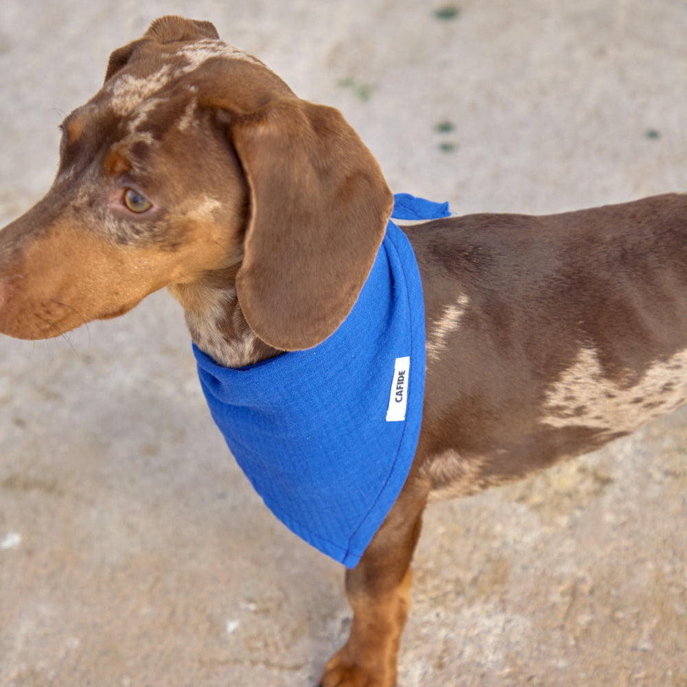 Cafide Psí bandana Nata
