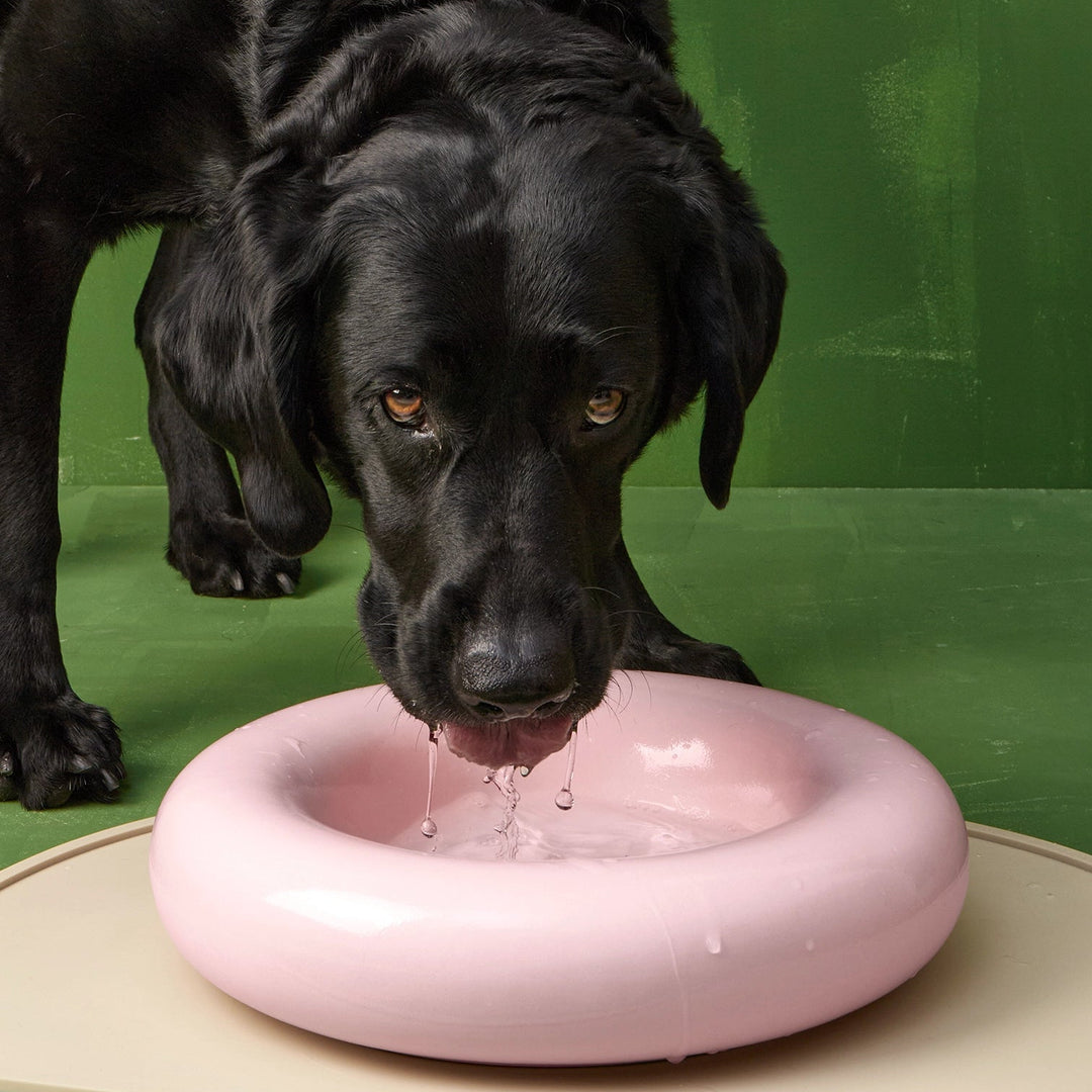Hot Dog Pets Miska Ceramic
