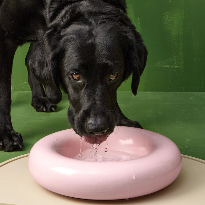 Hot Dog Pets Miska Ceramic