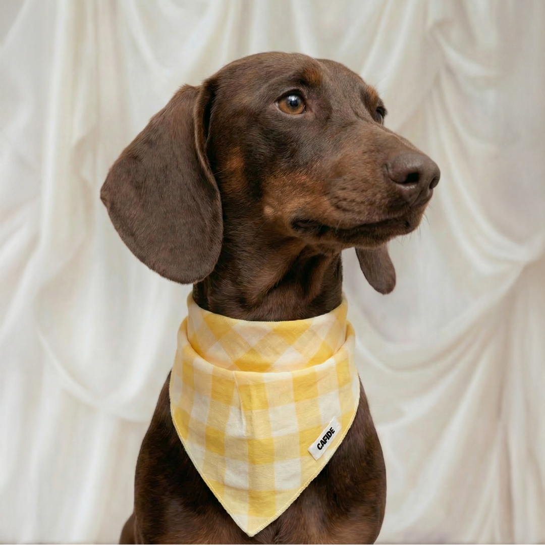 Cafide Psí bandana Nata