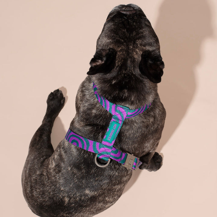 Hot Doggies Postroj