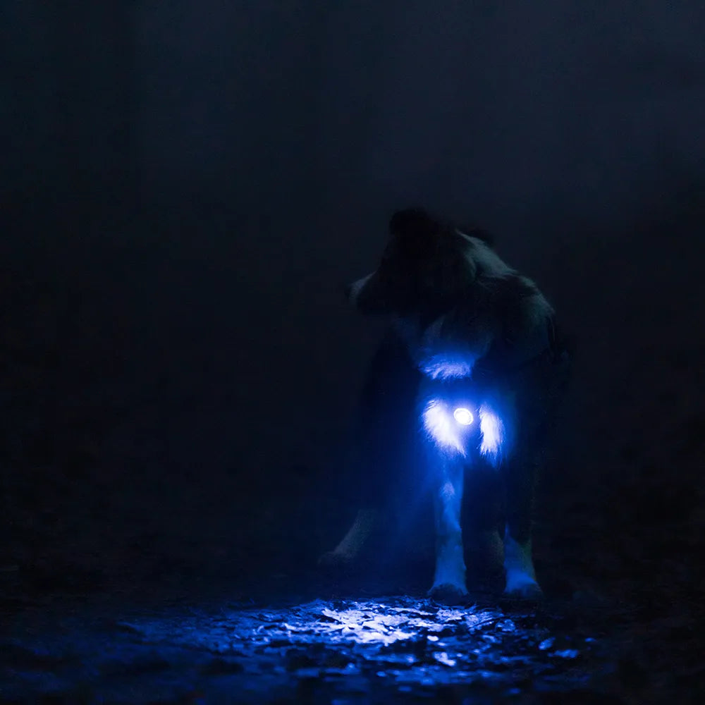 Orbiloc LED Světlo na obojek a postroj