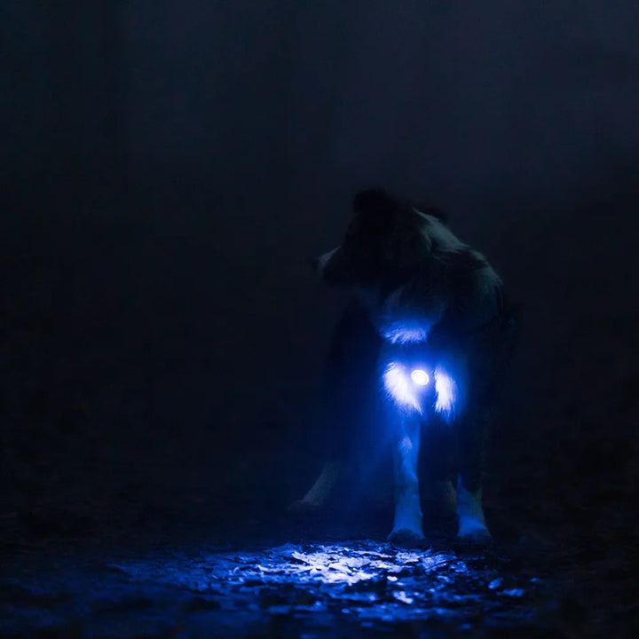 Orbiloc LED Světlo na obojek a postroj