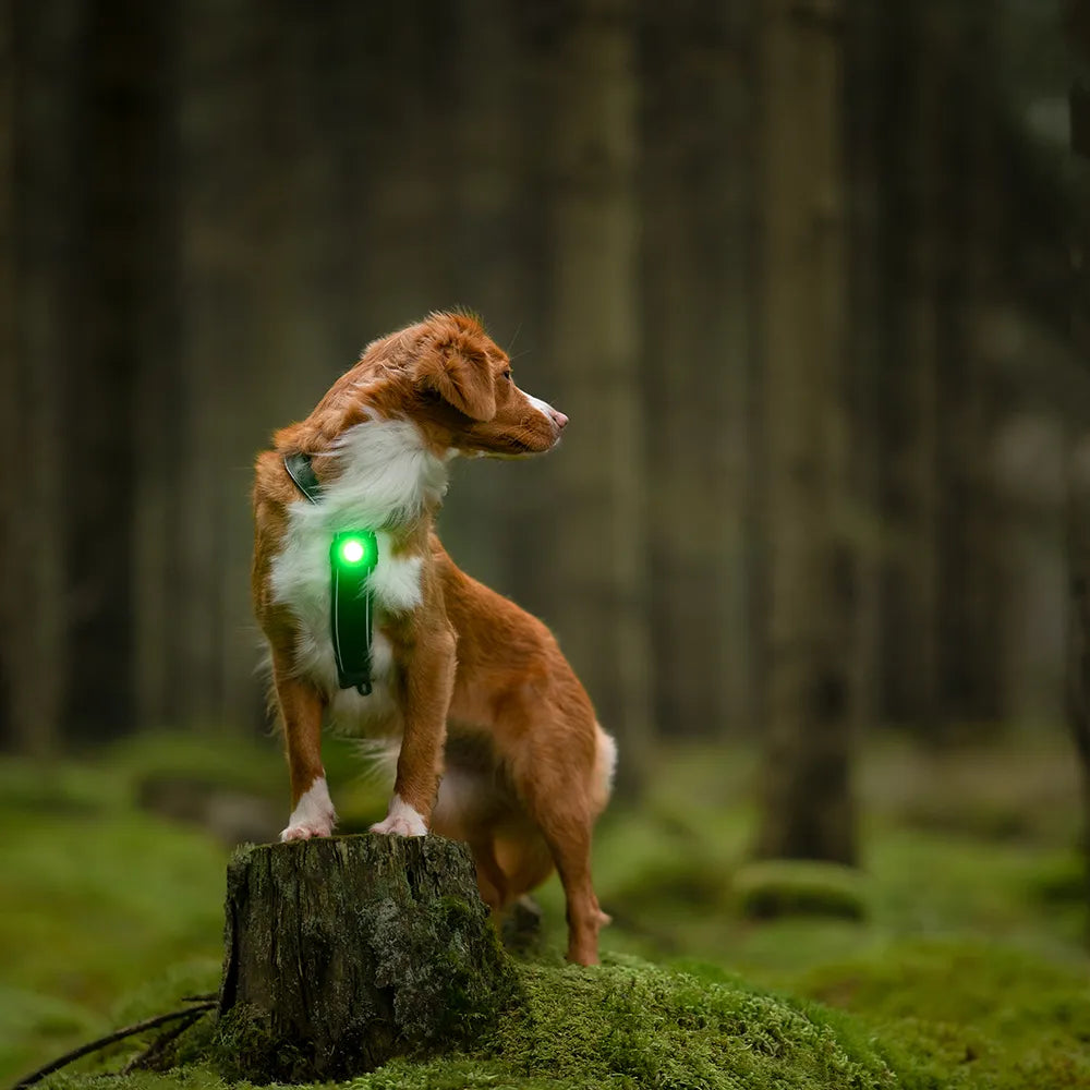 Orbiloc LED Světlo na obojek a postroj