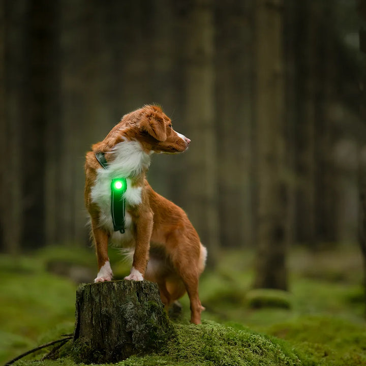 Orbiloc LED Světlo na obojek a postroj
