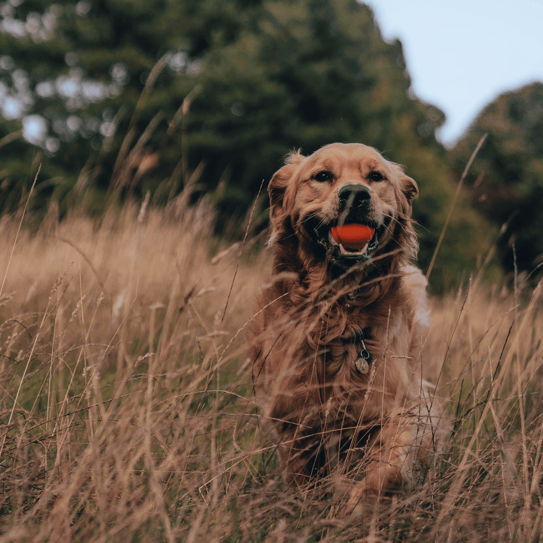 Beco Hračka Fetch Ball Oranžová