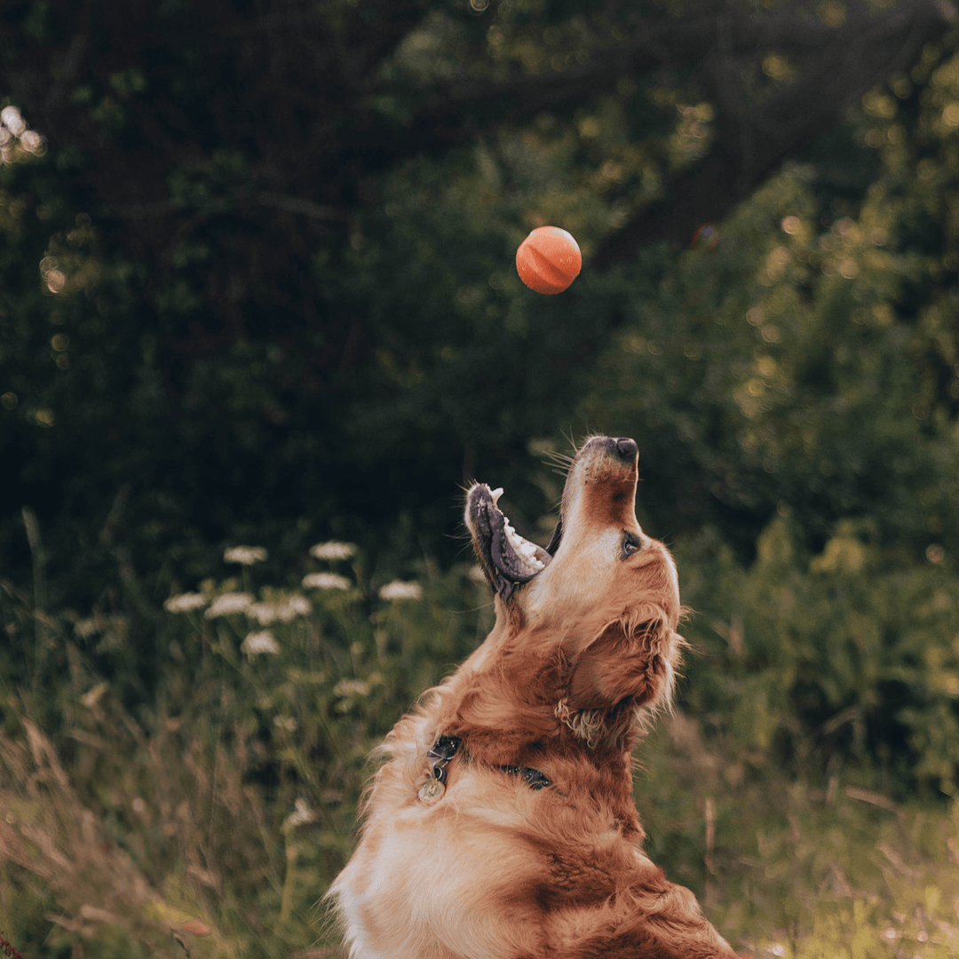 Beco Hračka Fetch Ball Oranžová