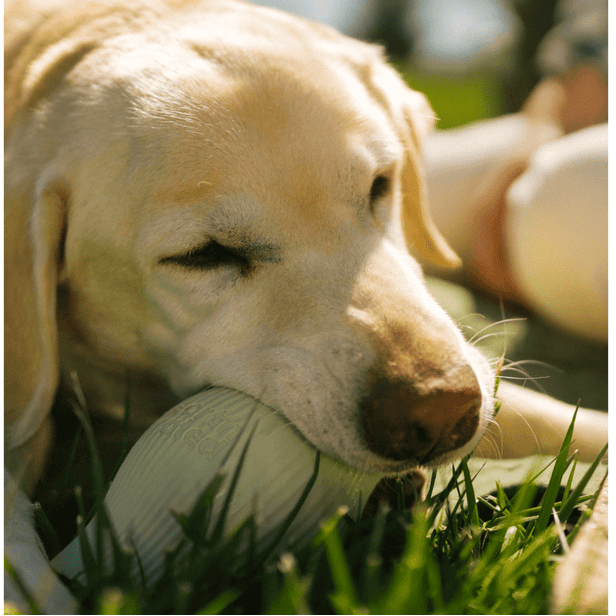 Earth Rated Hračka Treat Toy