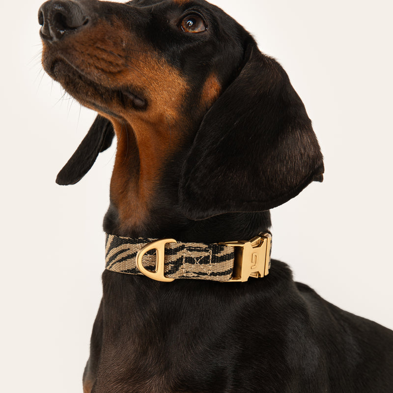 Dogguo Obojek Zebra