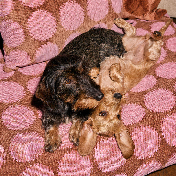 Dogguo Matrace Flat Bed