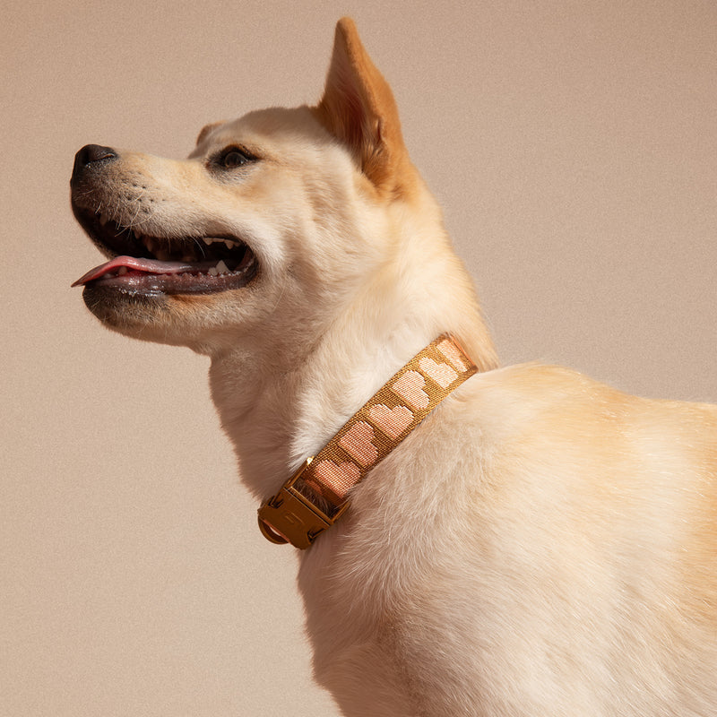 Dogguo Obojek Heart