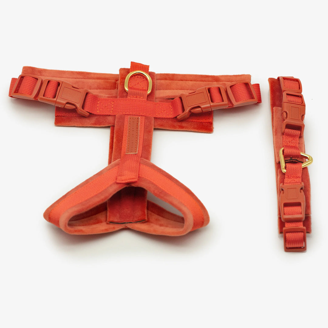 Collar of Sweden Postroj Y