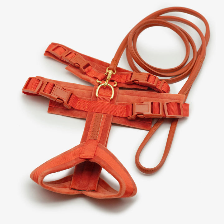 Collar of Sweden Postroj Y